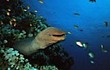 Moray Eel