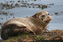 Masked Seal