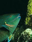 Parrotfish