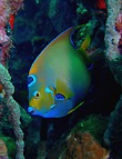 Queen Angelfish