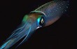 Reef Squid