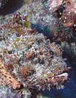 Scorpionfish