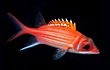 Squirrelfish