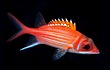 Squirrelfish