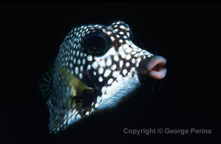 Smooth Trunkfish