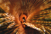 Feather Duster Worm