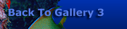 Underwater Gallery 3